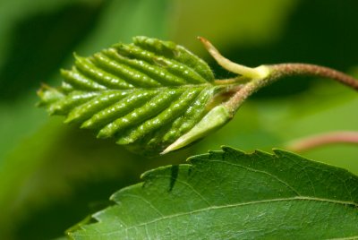 Betula ermanii - bříza ermanova - list jaro
